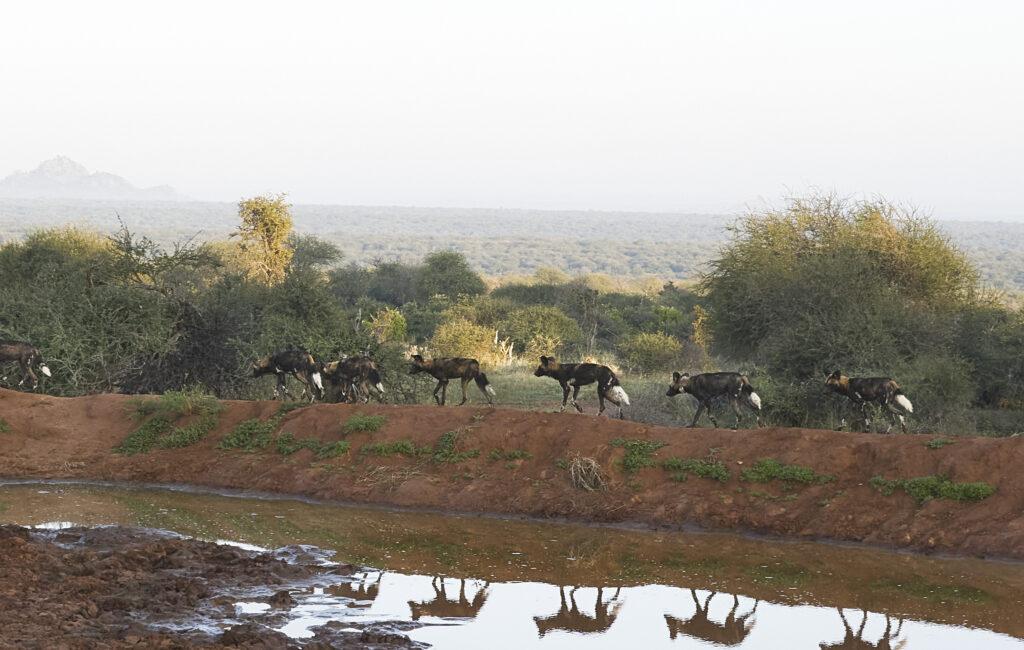 Mpala537 S