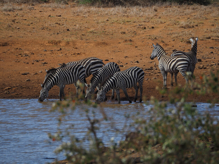 Princeton Zebra Project