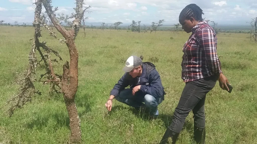 Research Projects Big Headed Ant Eradication Research Project 1