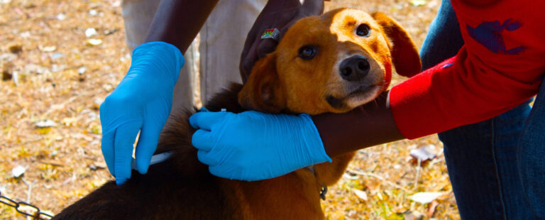 Samburu-Laikipia Wild Dog Project – Eradicating Rabies