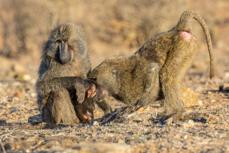 Mpala Baboon Research Project