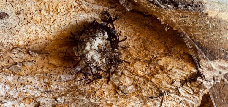 Power and politics in the animal world: African wasps as a model system