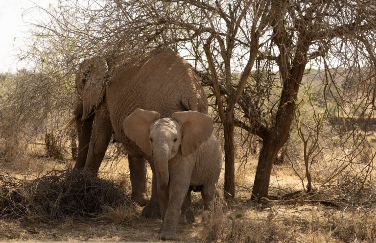 Human-Elephant coexistence in Naibunga Lower and Nannapa community conservancies