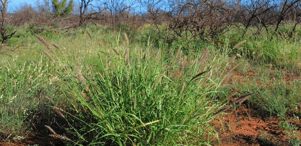 Research Projects The Buffelgrass Project