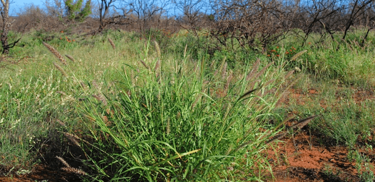 Savannah Ecology – The Buffelgrass Project
