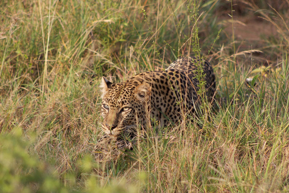 Research Projects Uhifadhi Wa Chui – Leopard Conservation Program