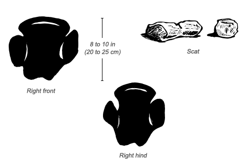 Black Rhinoceros tracks and scat
