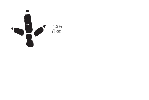 Buff-crested Bustard tracks and scat