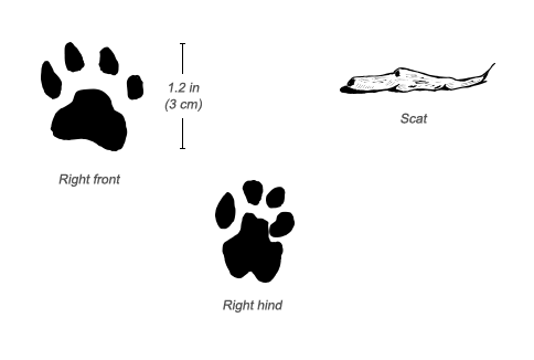 Blotched Genet tracks and scat
