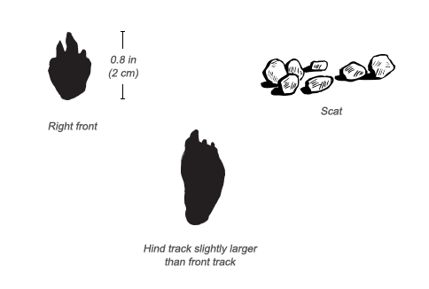 African Savanna Hare tracks and scat