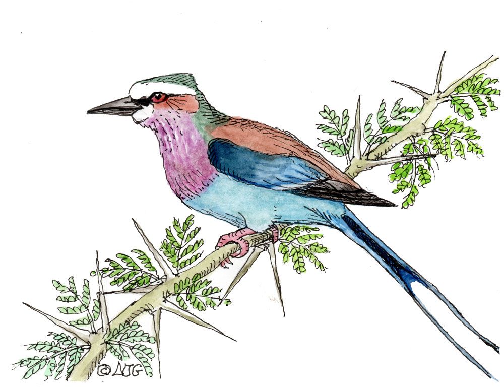 Field Guide