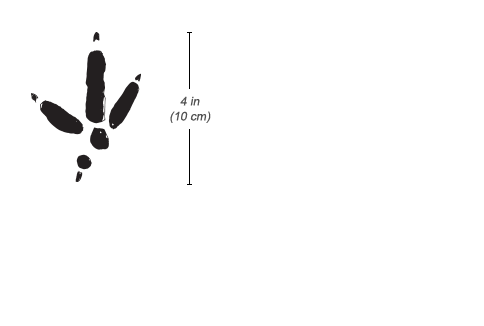 Secretary Bird tracks and scat