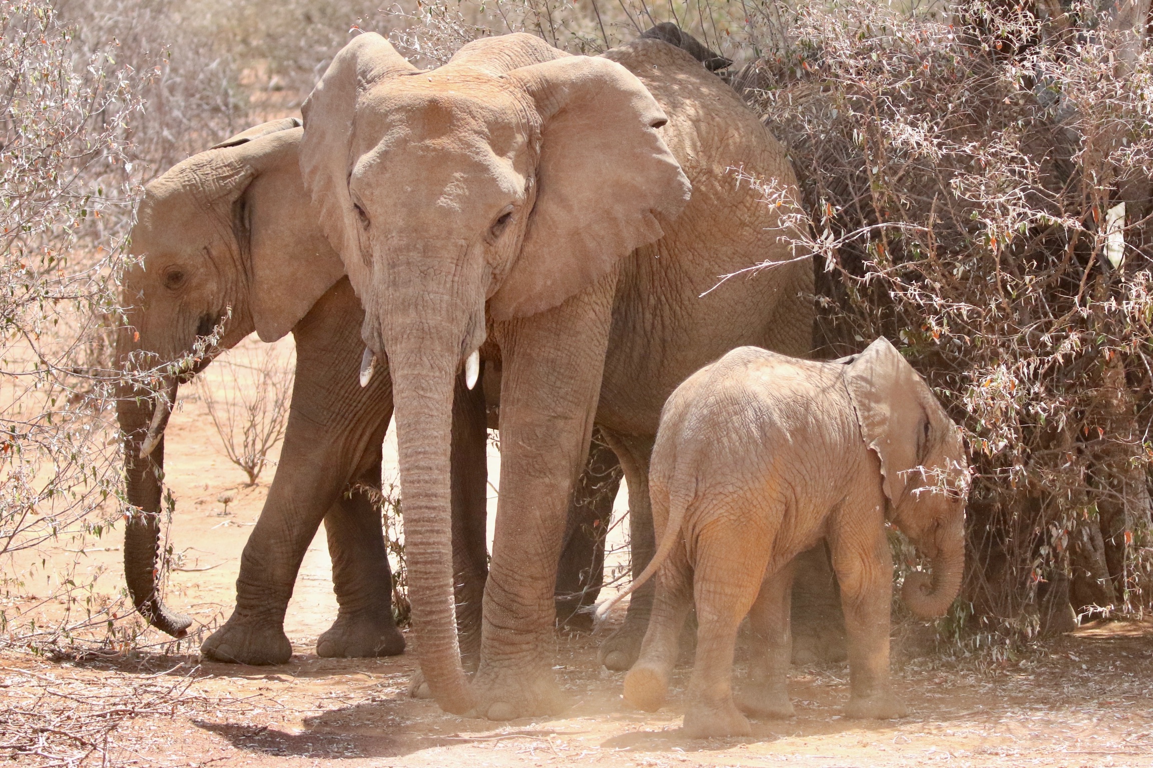 Stories from the Bush