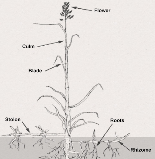 Grass Parts