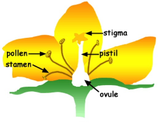 Parts of a Flower