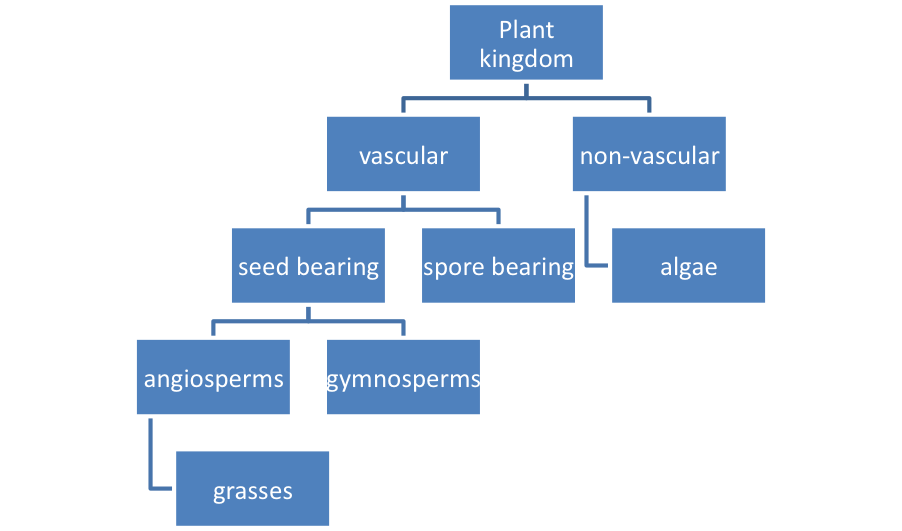 Example of Plant Classification