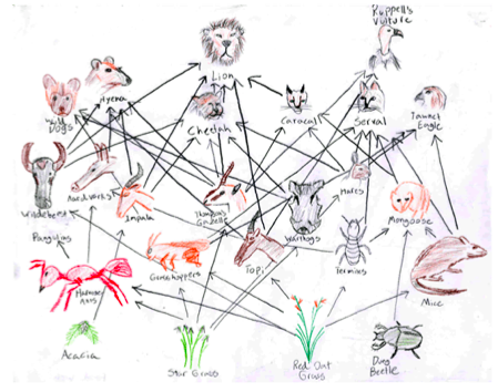 Food Web