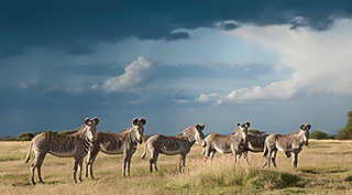 Unit 2: How Animals Work