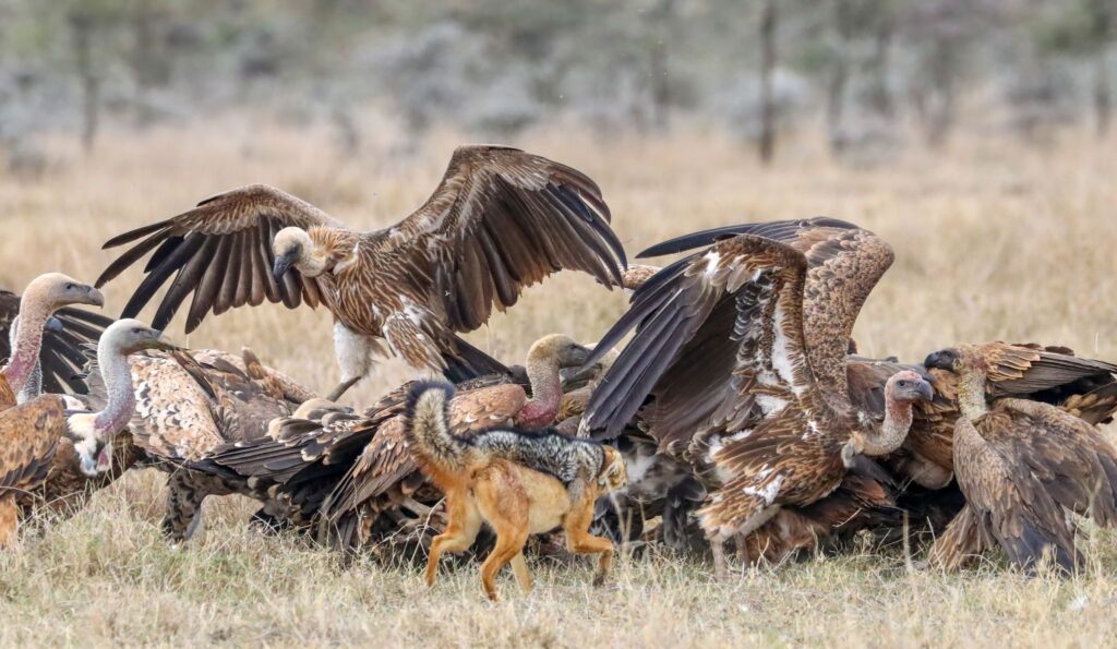 Happy International Vulture Awareness Day!