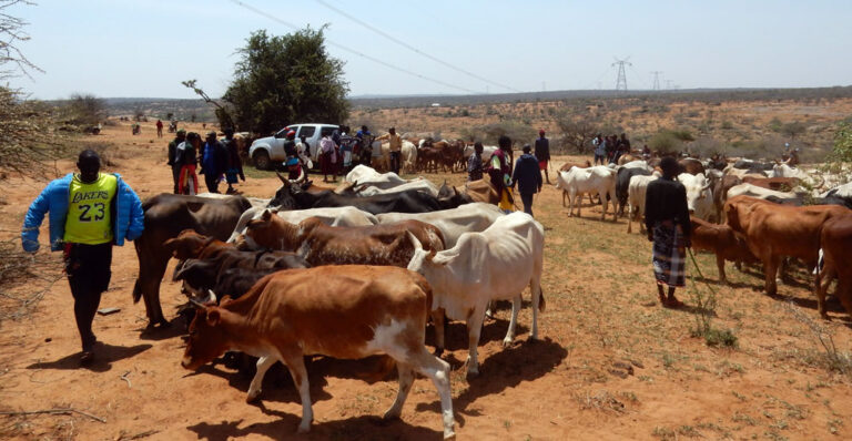 Cattle  1