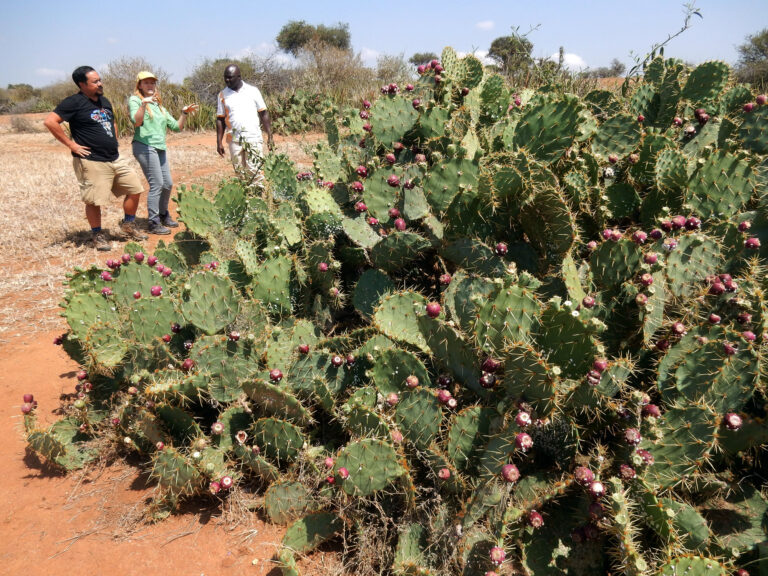 Opuntia Crisis
