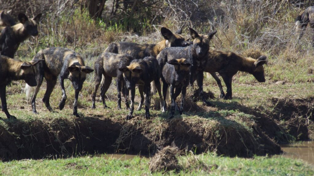 Navigating the Research Landscape in Kenya: Insights from Mpala Research Centre’s Webinar