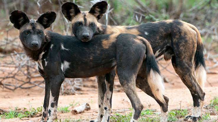Rise of the Phoenix Pack: Mpala’s African Wild Dogs Return