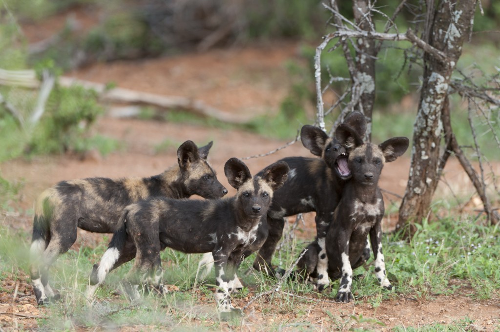 A group of four African wild dog pups.