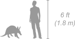 Aardvark shown next to a 6 ft (1.8 m) person for scale