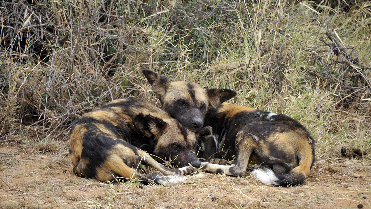 African Wild Dog, photo 2 of 3