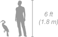 African Darter shown next to a 6 ft (1.8 m) person for scale
