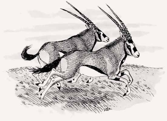 Beisa Oryx illustration