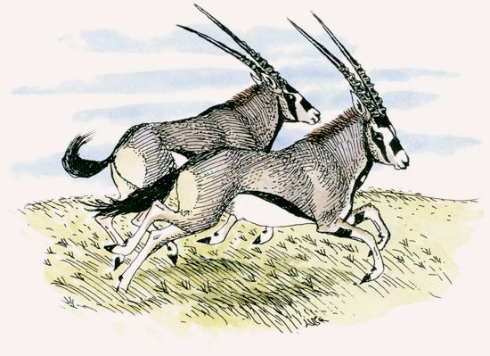Beisa Oryx