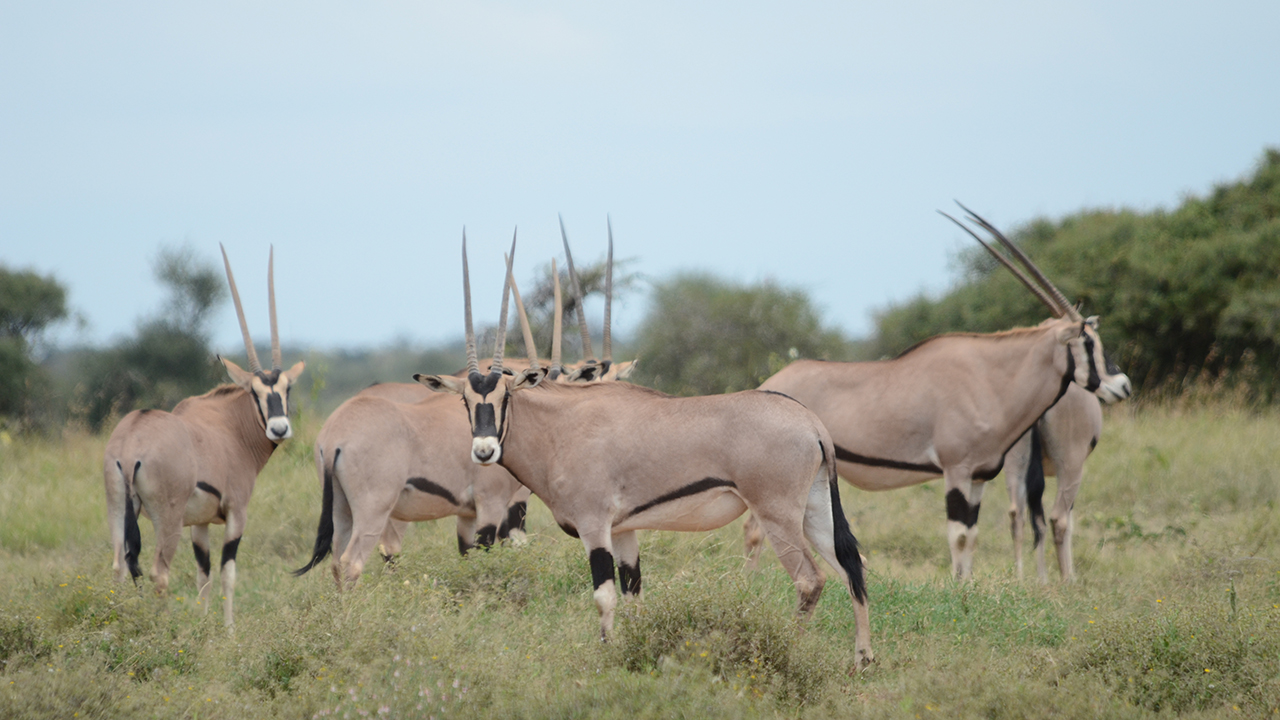 Beisa Oryx, photo 2 of 3