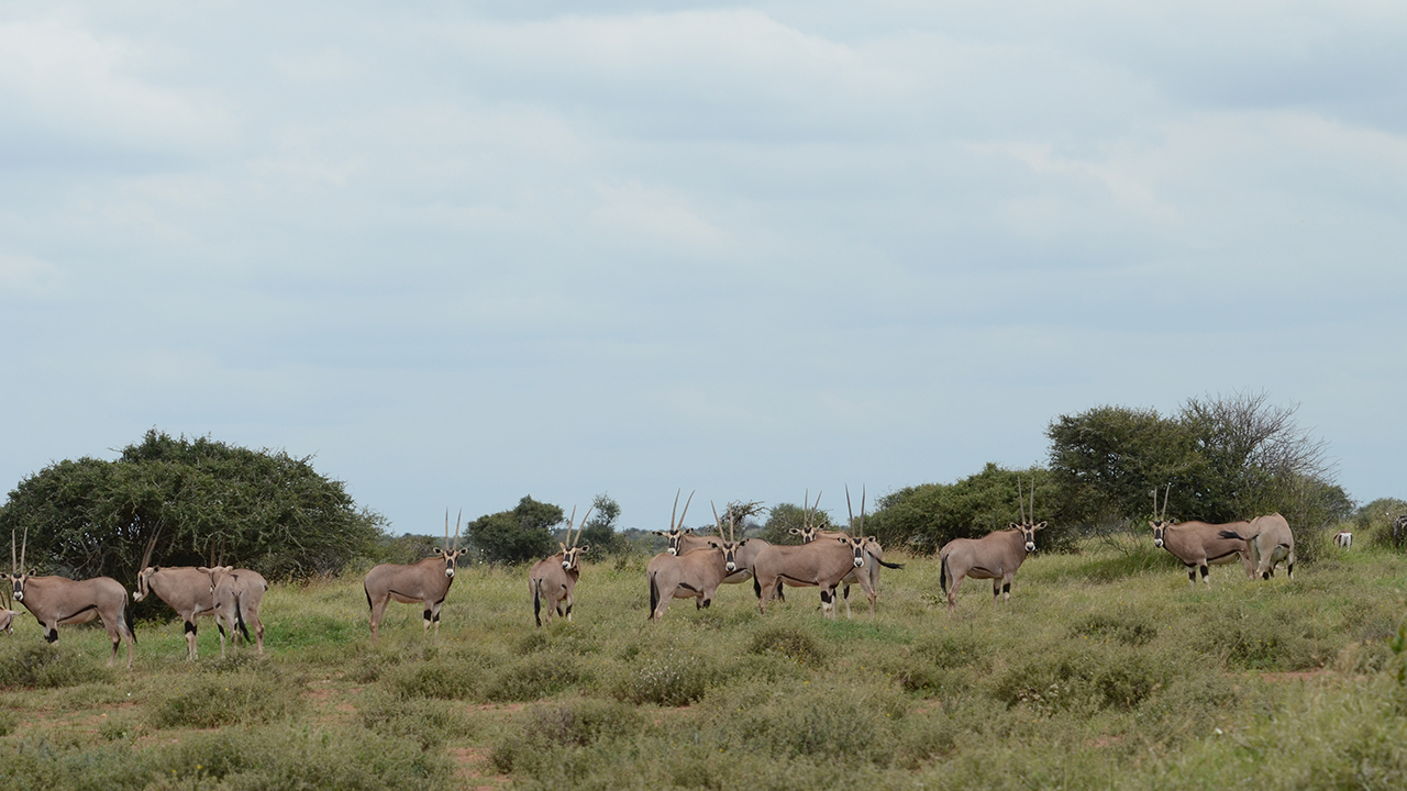 Beisa Oryx, photo 3 of 3