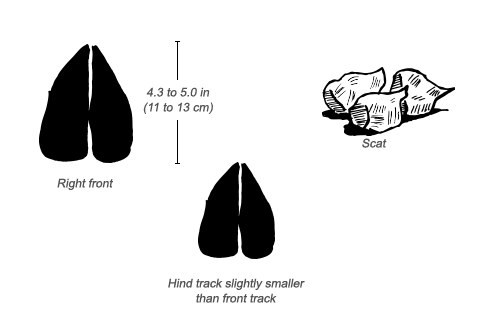 Beisa Oryx tracks and scat
