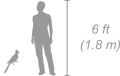 Black and White Cuckoo shown next to a 6 ft (1.8 m) person for scale
