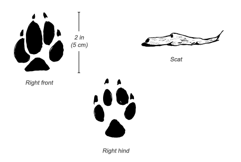Black-backed Jackal tracks and scat