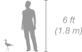 Black-Winged Stilt shown next to a 6 ft (1.8 m) person for scale