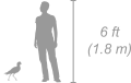Blacksmith Lapwing shown next to a 6 ft (1.8 m) person for scale