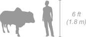 Boran Cattle shown next to a 6 ft (1.8 m) person for scale
