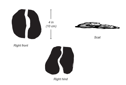 Boran Cattle tracks and scat
