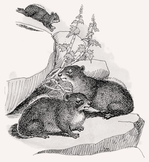 Bush Hyrax illustration
