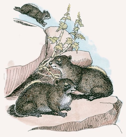 Bush Hyrax