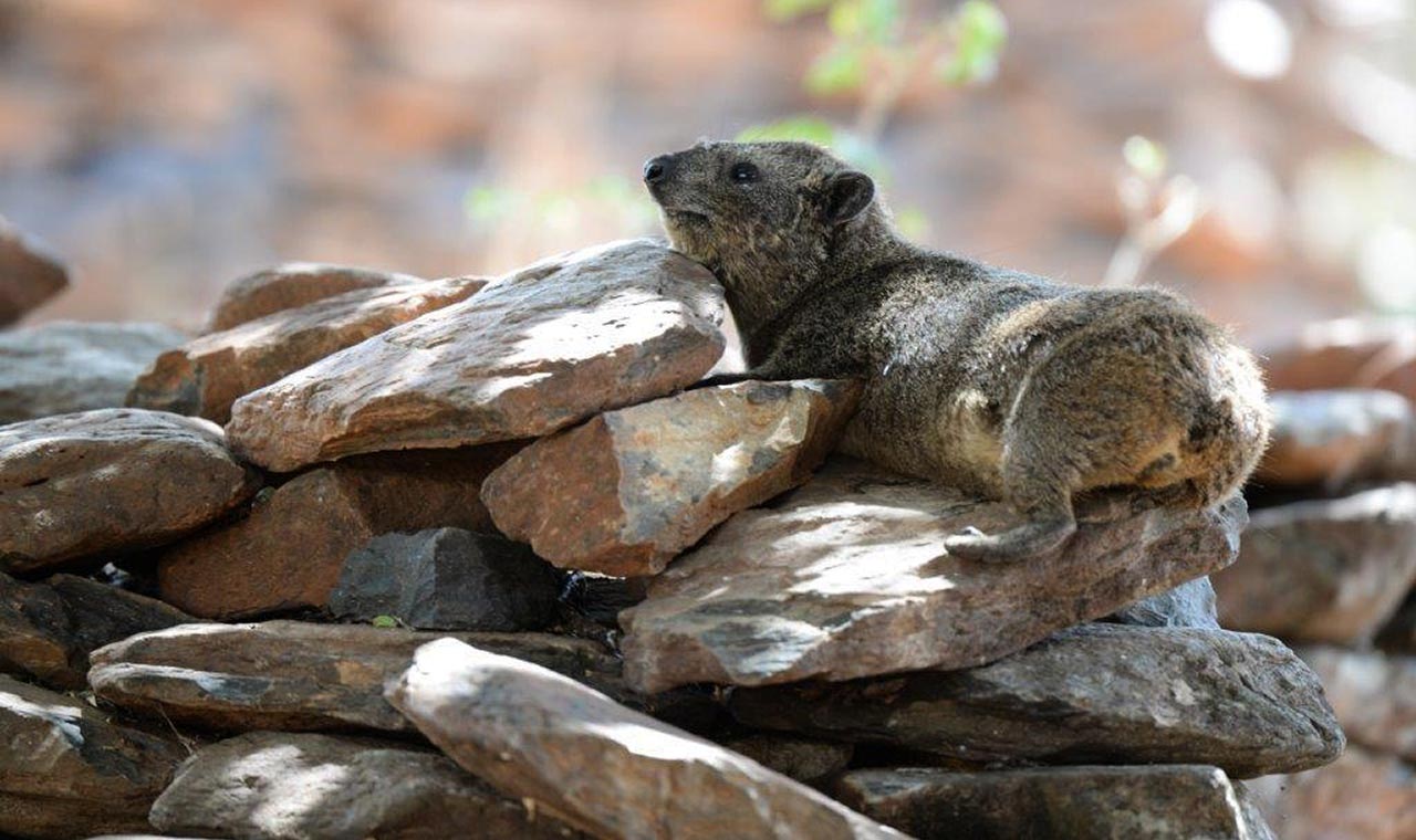Bush Hyrax, photo 1 of 3