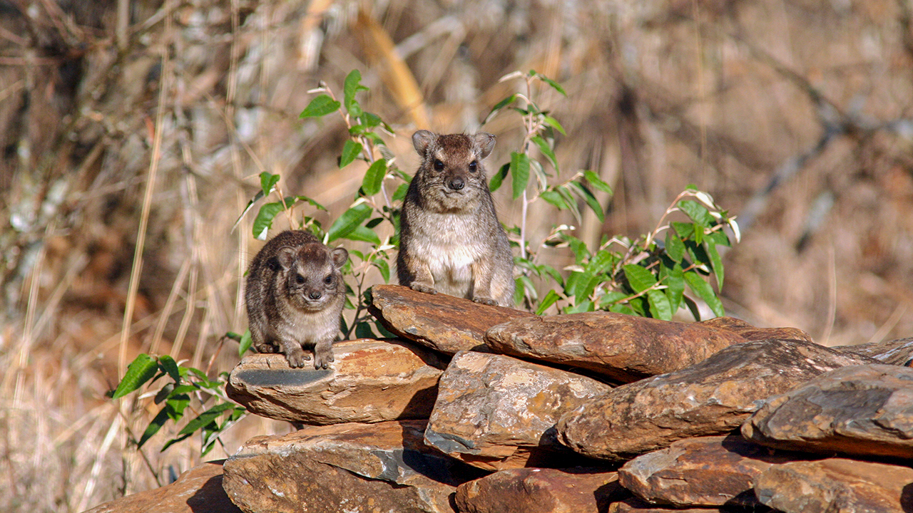 Bush Hyrax, photo 2 of 3