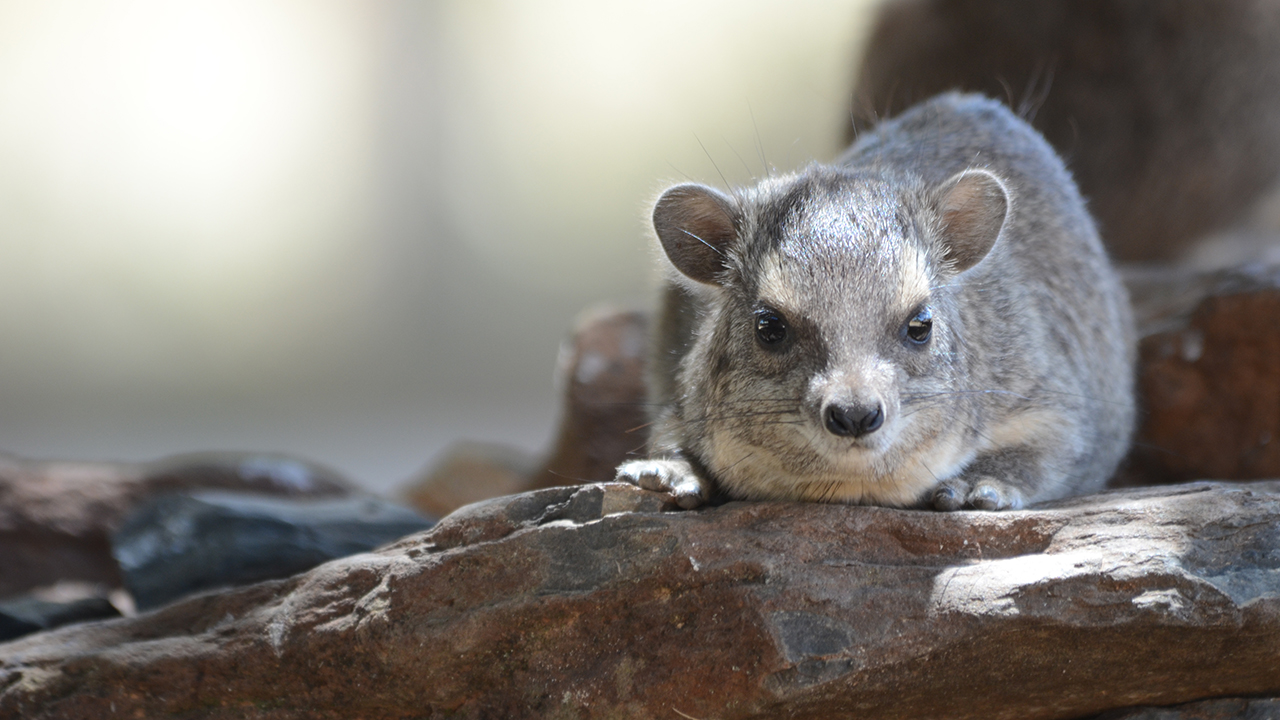 Bush Hyrax, photo 3 of 3