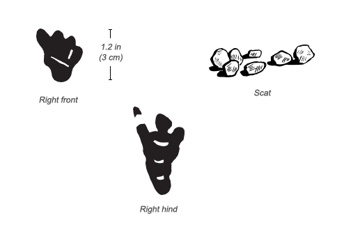 Bush Hyrax tracks and scat