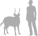 Bushbuck shown next to a 6 ft (1.8 m) person for scale