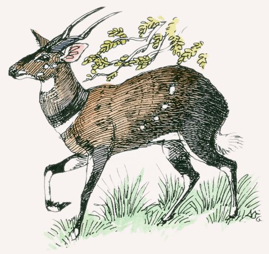Bushbuck